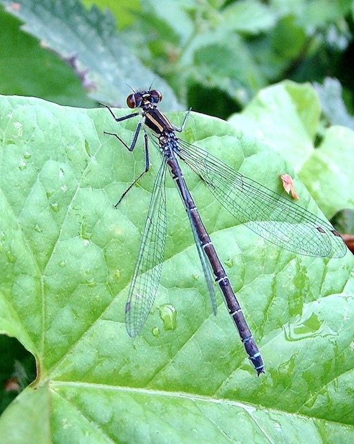 small red-eyed damselfly